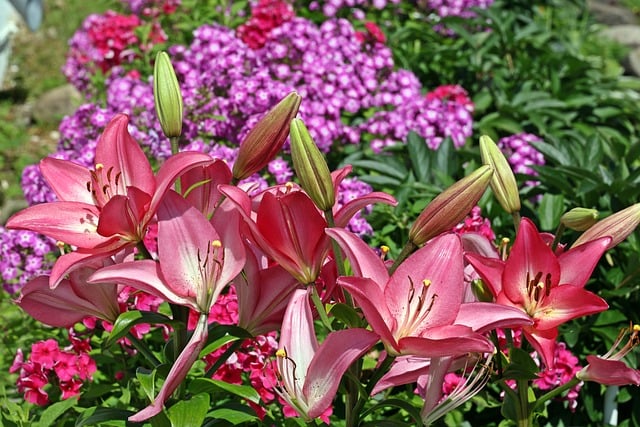Sommer, Die Natur, Blumen, Flora
