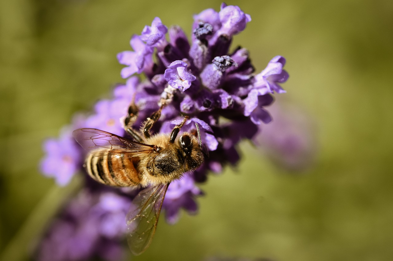 Lavender Insect Bee Lavender Insect - Free photo on Pixabay