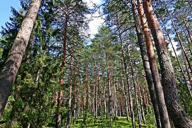 Russland, Die Natur, Kiefer, Wald, Bäume