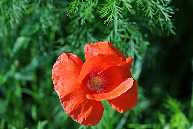 Sommer, Die Natur, Blume, Rot, Mack