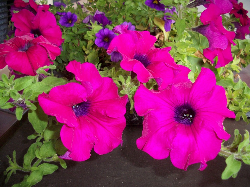 Petunias Flowers Balcony Plant - Free photo on Pixabay