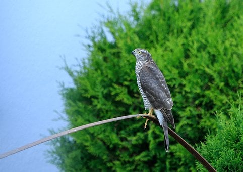 Free Buzzard Bird photo and picture