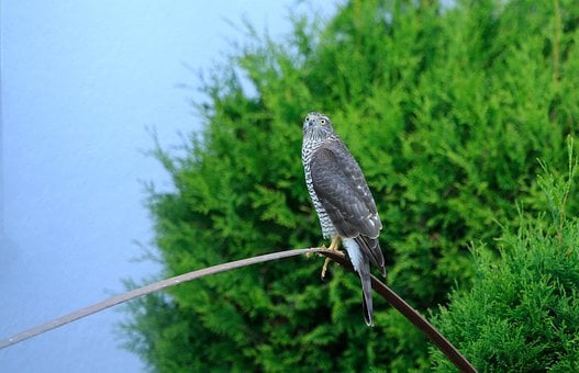Free Buzzard Bird photo and picture