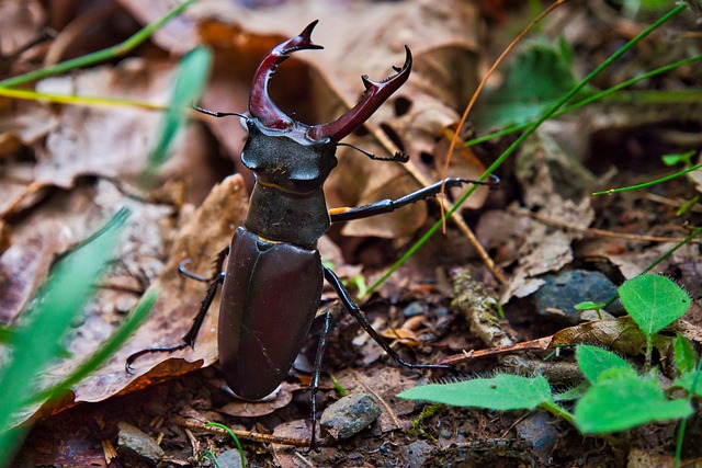 Free Stag Beetle Insect photo and picture
