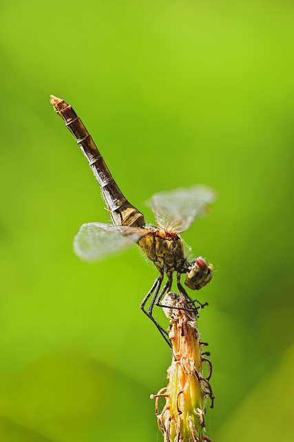 Libelle, Insekt, Räuber, Handstand, Pose