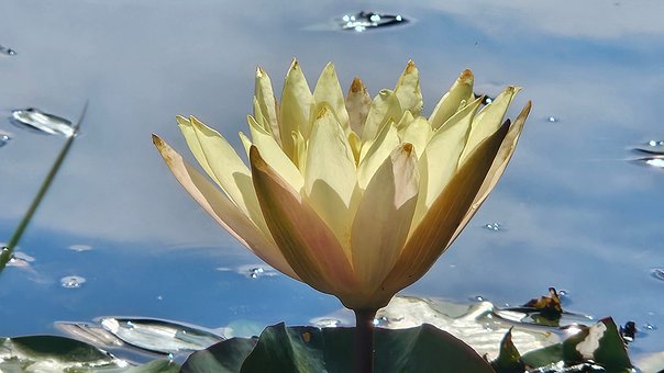 Free Water Lilies Kite photo and picture