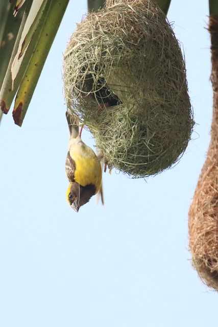Free Weaver Bird photo and picture