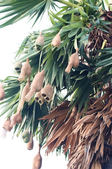 Free Weaverbird Bayaweaver photo and picture