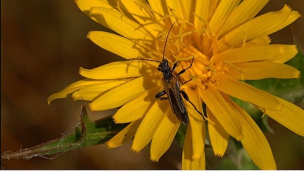 Käfer, Insekt, Blume, Natur, Ödeme