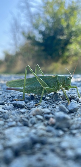 Free Grasshopper Bug photo and picture