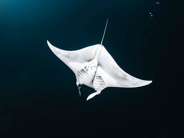 Dive, sea, nature and underwater — photo by Franziska_Stier