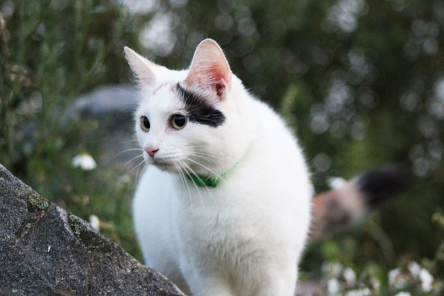 Free Cat Pet photo and picture