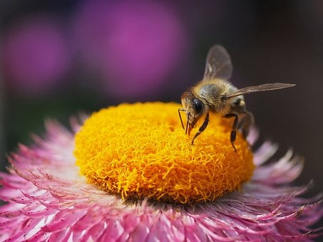 Free Bee Insect photo and picture