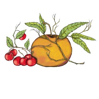 Efterår, Tegning, Frugt, Kirsebær
