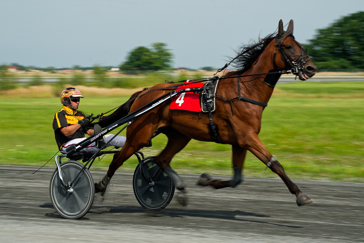 Course Cheval Trot - Photo gratuite sur Pixabay