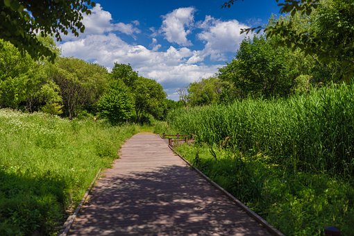 Sommer, Natur, Himmel, Wald, Straße