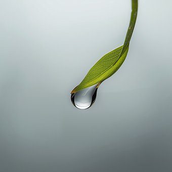 Agua, Gotita, Rocío, Sale De, Otoño