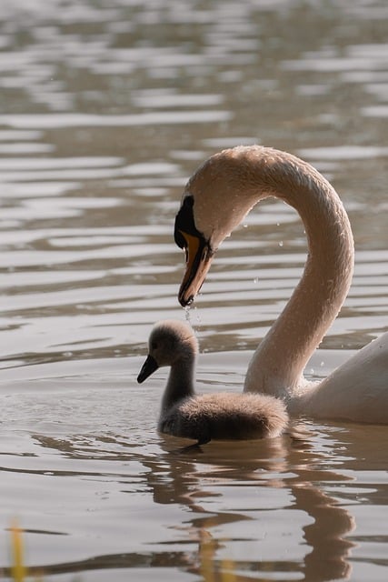 Schwan Aus Nächster Nähe