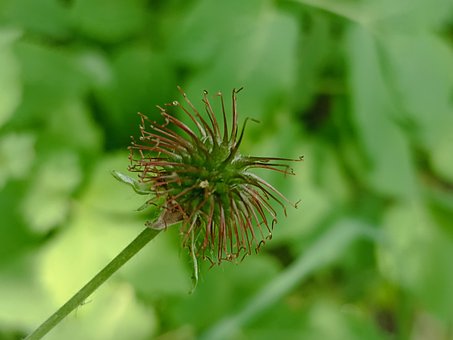 Free Real Clove Root Clove Root photo and picture