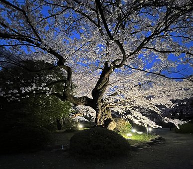 Free Cherry Blossoms Park photo and picture
