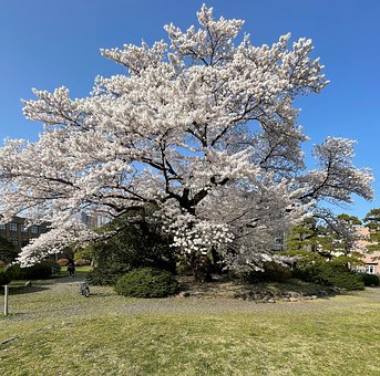 Free Cherry Blossoms Spring photo and picture
