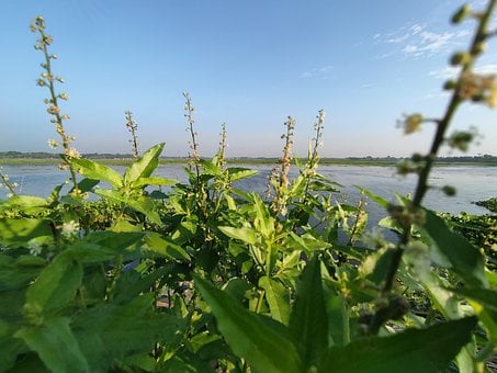 Natur, Landskab, Slap Af, Bangladesh