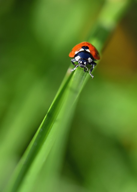 Free Ladybug Insect photo and picture