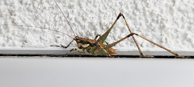 Free Animal Insect photo and picture