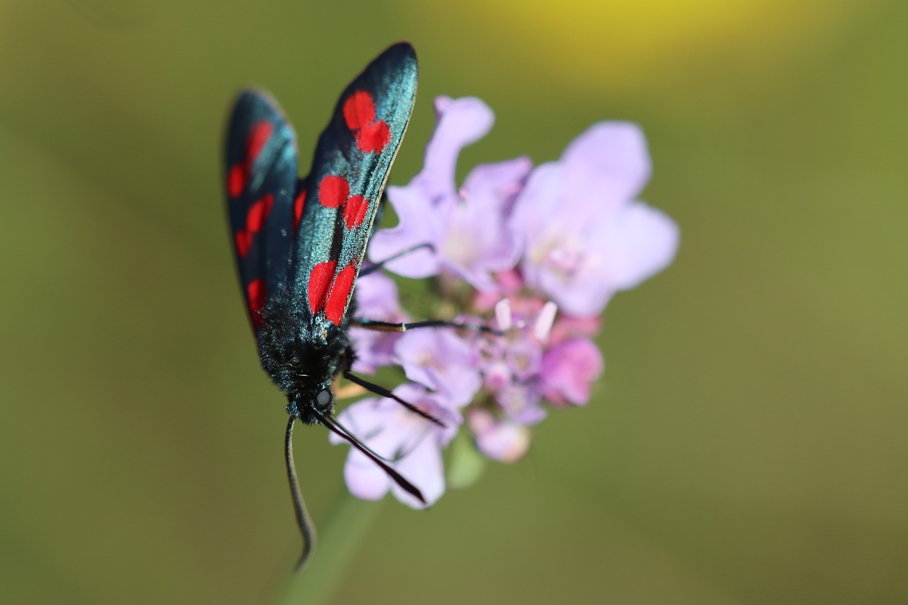 Burney Insect Burnet Insect Nature - Free photo on Pixabay