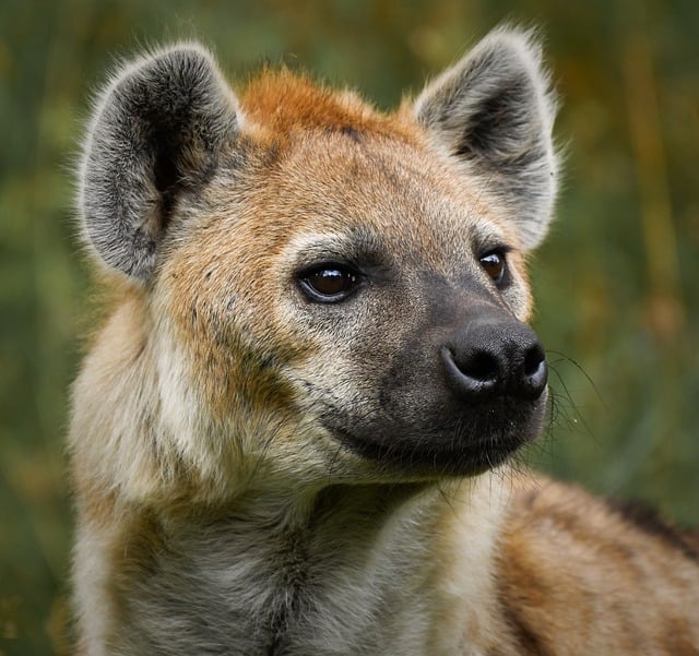 Hiena, Salvaje, Animales, Naturaleza