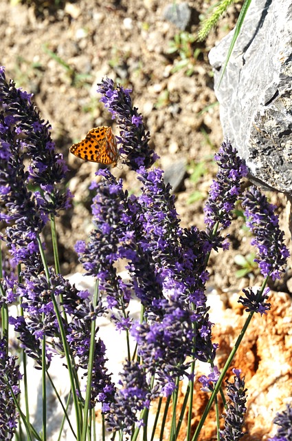Free Butterfly Nature photo and picture