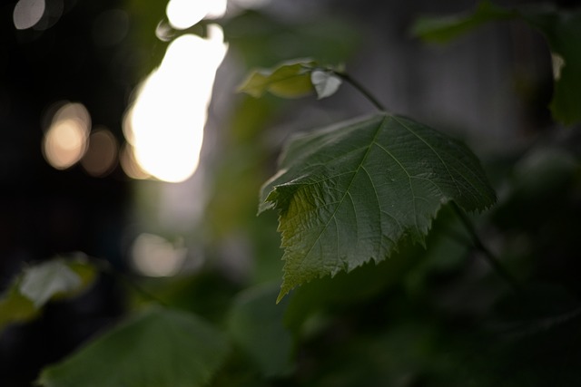 Free Leaf Nature photo and picture