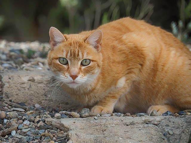 Free Cat Feline photo and picture