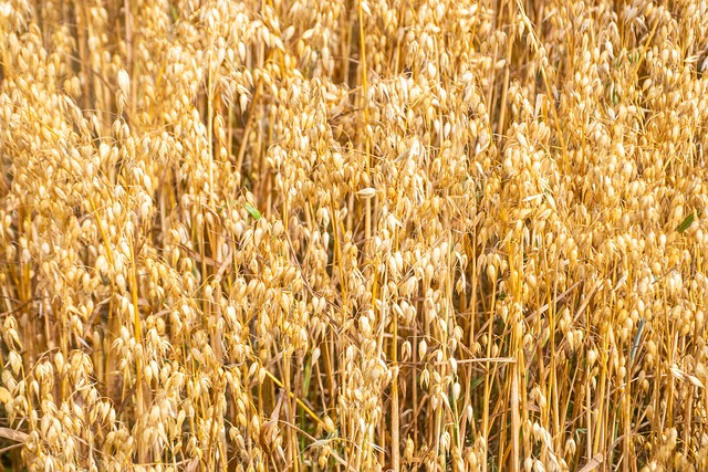 Free Buckwheat Nature photo and picture
