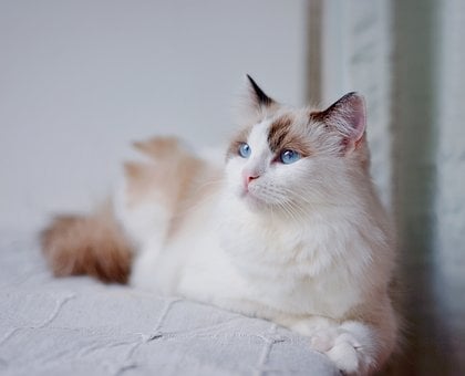 Free Cat Kitten photo and picture