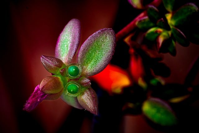 Free Abstract Blossom photo and picture