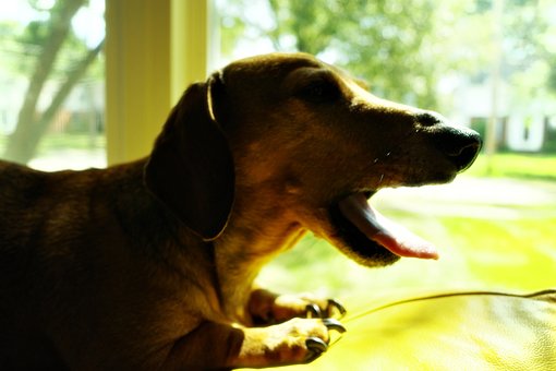 Free Pet Canine photo and picture