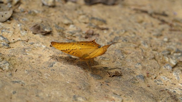 Free Butterfly Nature photo and picture