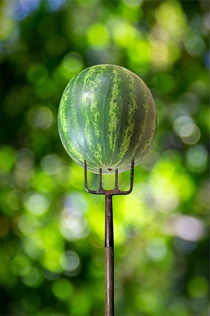 Free watermelon fruit food illustration