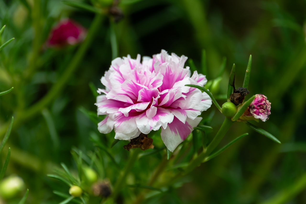 Moss Rose Bloom Blossom - Free photo on Pixabay