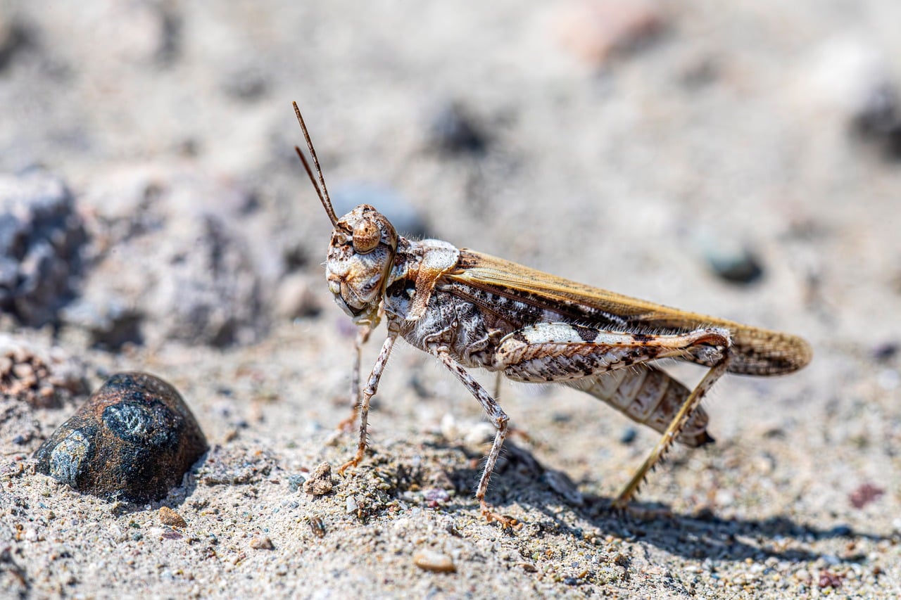 Common Digging Grasshopper - free online jigsaw puzzle photo