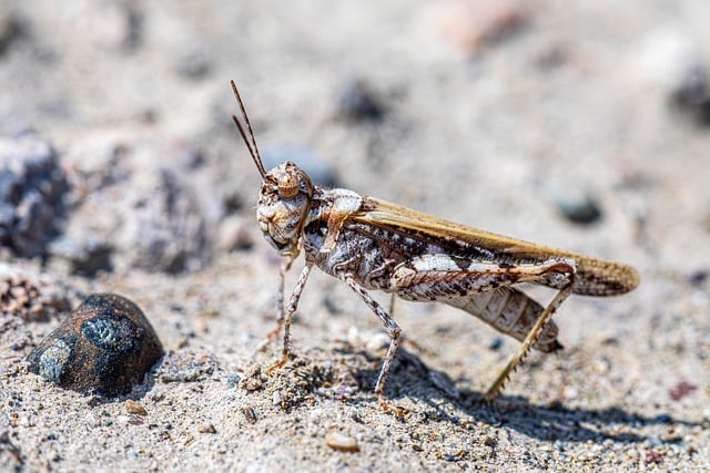 Free Common Digging Grasshopper Nature photo and picture