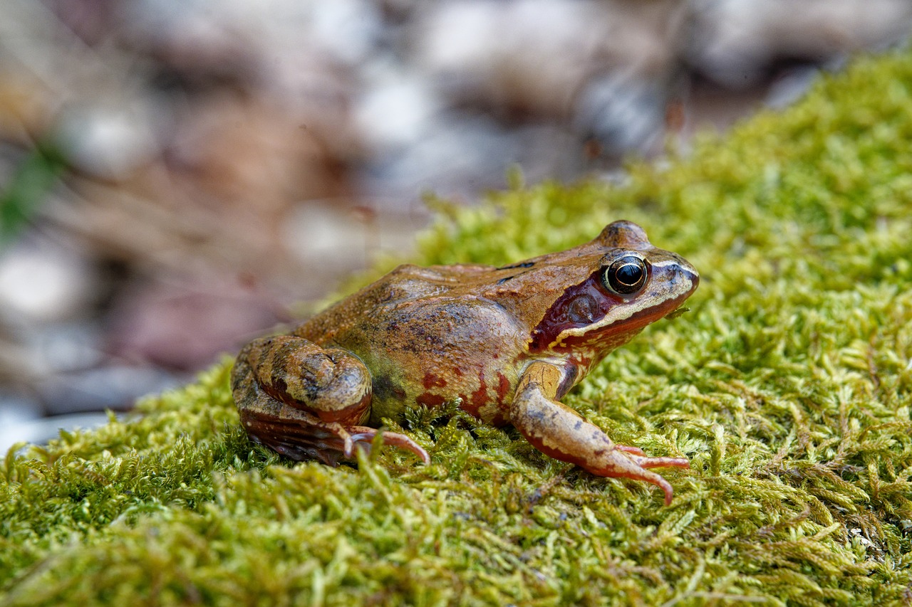 Frog - free online jigsaw puzzle photo
