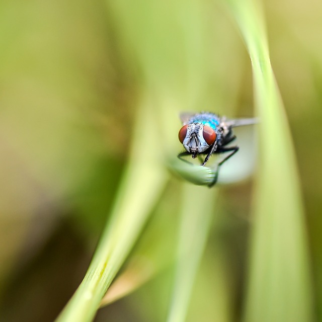 Fly Insect Imagine Fly Insect Nature - Free photo on Pixabay