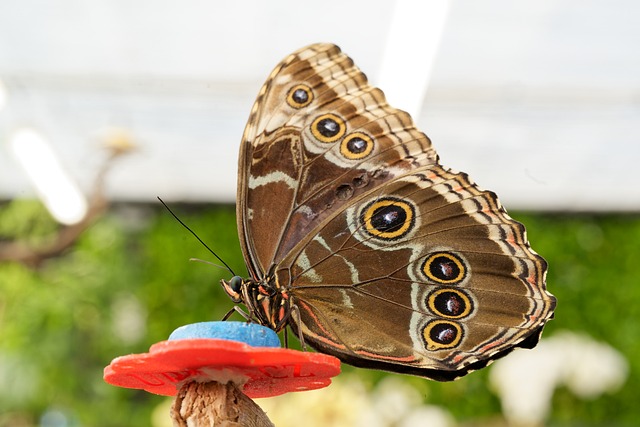 Butterfly Insect Feeding - Free photo on Pixabay