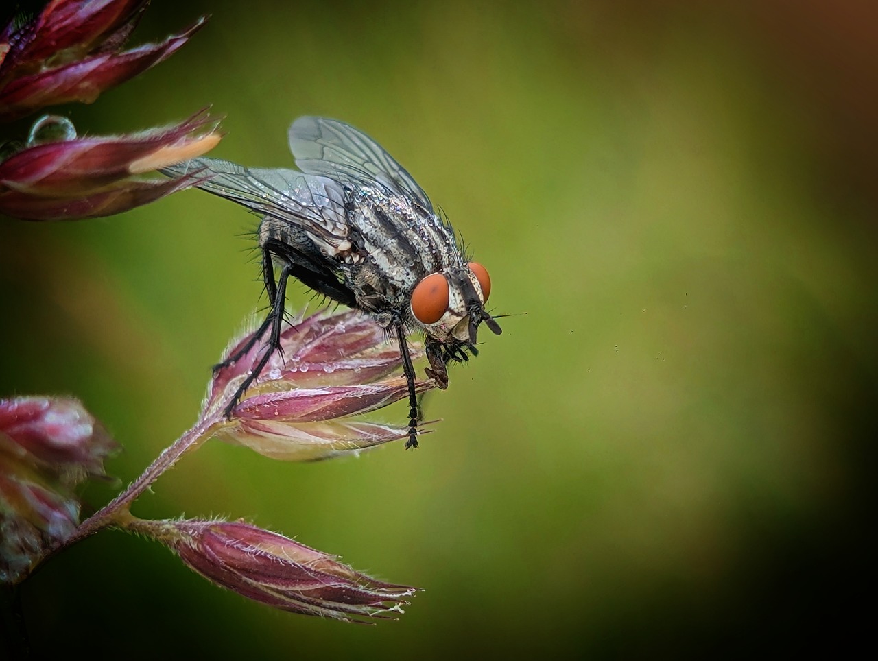 Full Fly Insect Fly Insect Close Up - Free photo on Pixabay