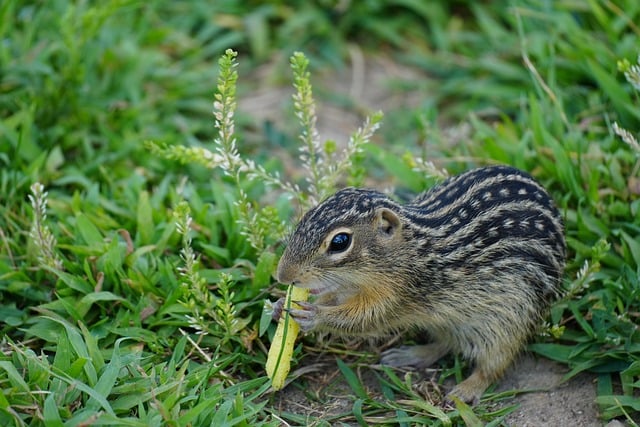 Free Striped Gopher photo and picture