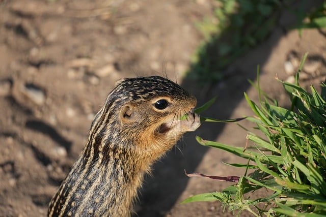 Free Striped Gopher photo and picture