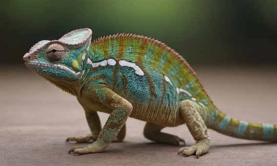 Kameleon, Reptil, Dyr, Natur, Øgle