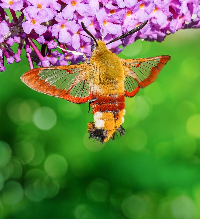 Weberls Insect Wollschweber Insect Close - Free photo on Pixabay